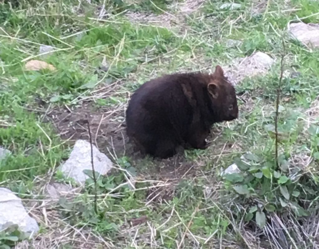 Baby Wombat
