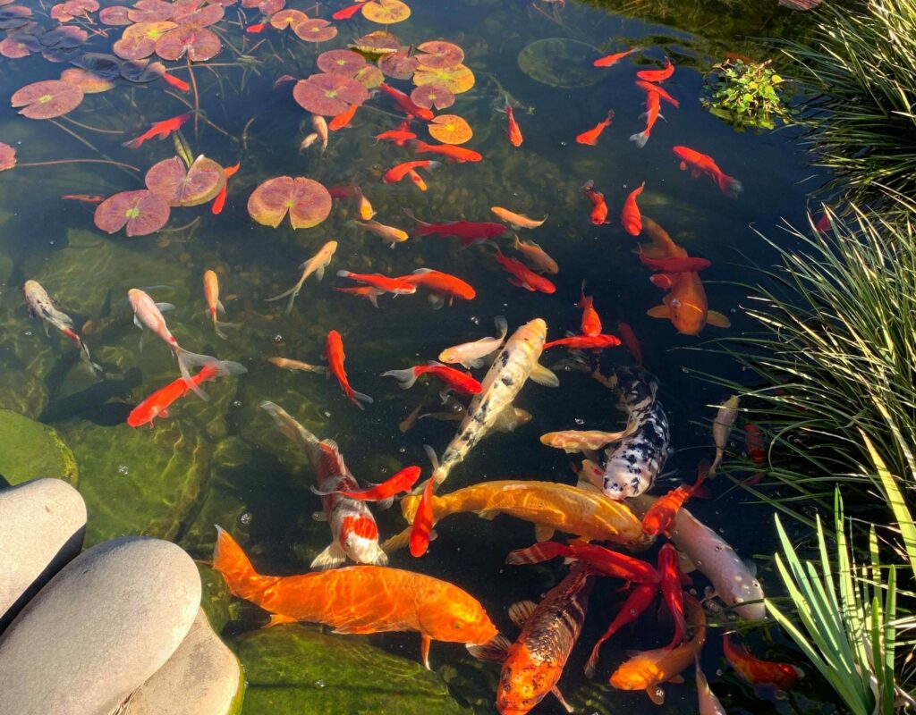 Our Koi Pond