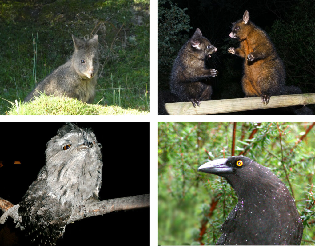 Native Tasmanian Wildlife by day and night