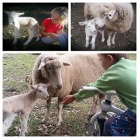 kids and sheep 