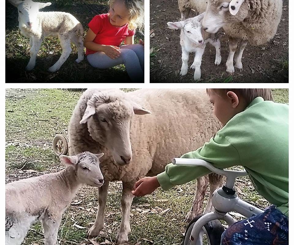 kids and sheep