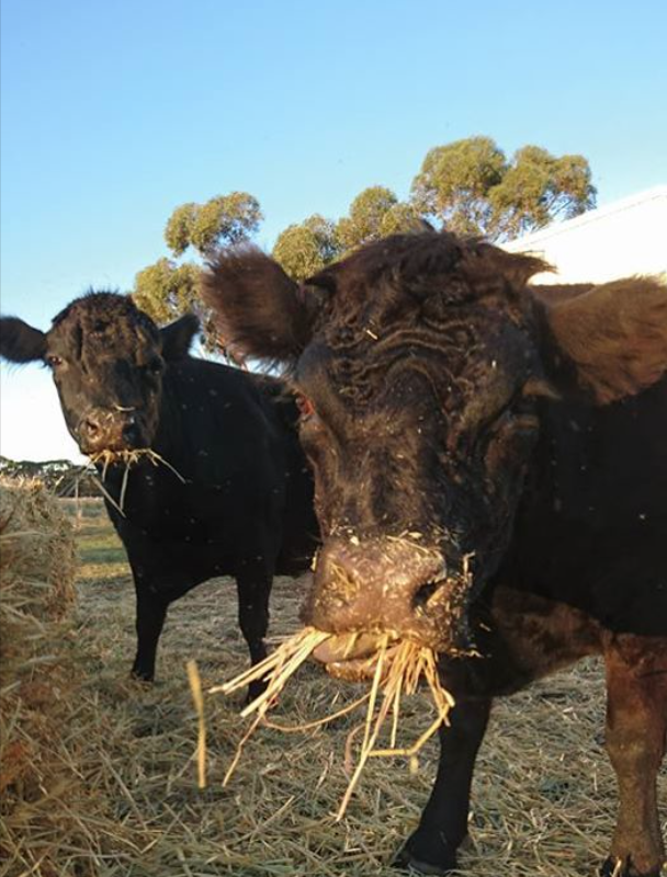 Screen Shot 2017-05-27 at 12.21.54 pm