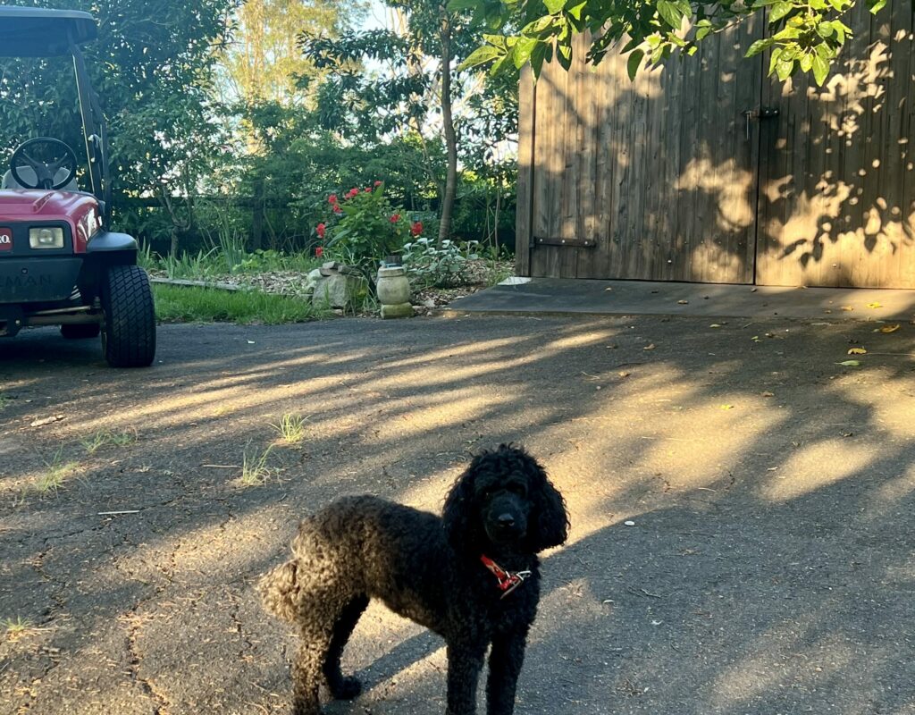 E10A9017-1428-4B24-8DA0-98736D07F2F7