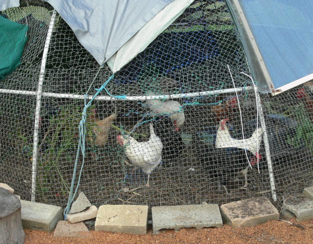 Our happy chooks in their moveable dome