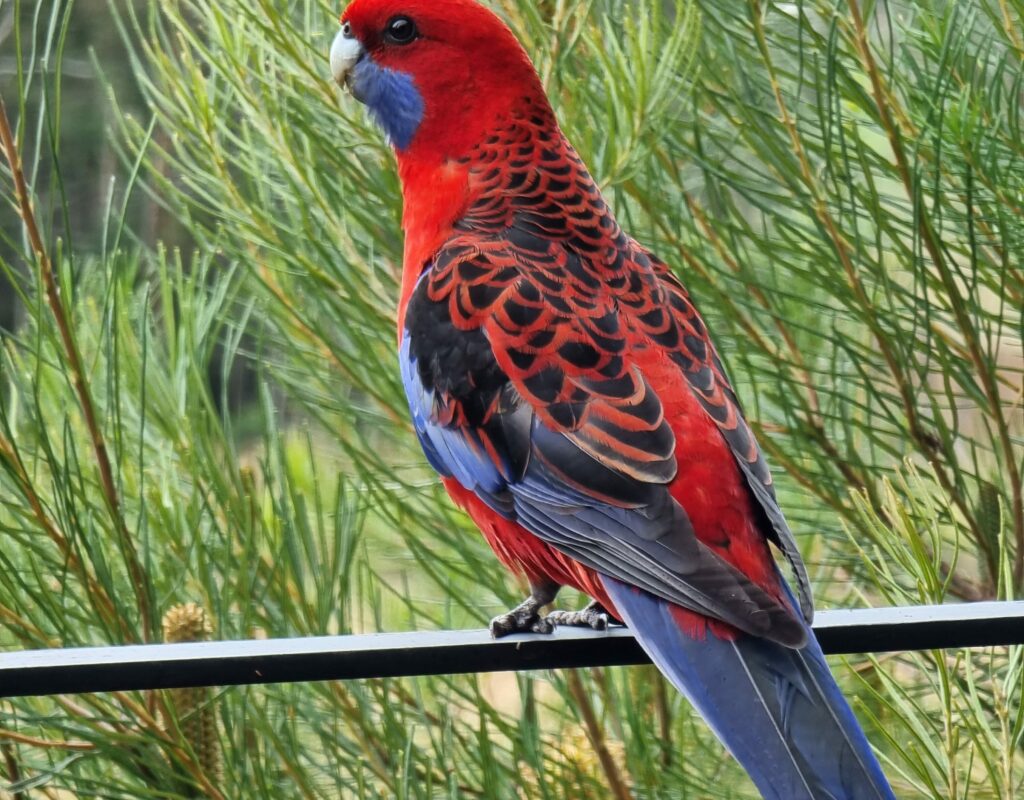 Crimson rosella