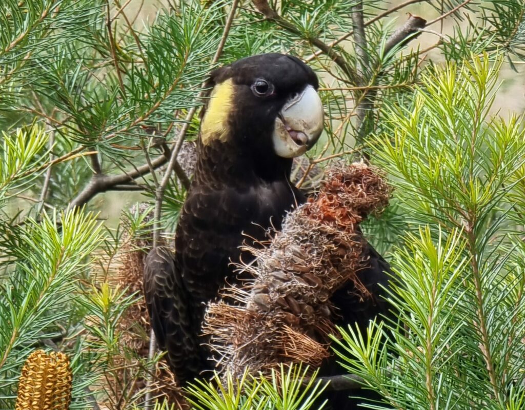 Yellow-tailed black cockatoo