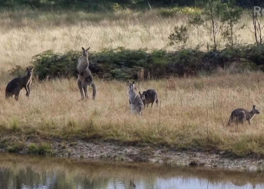 Potters border guardians